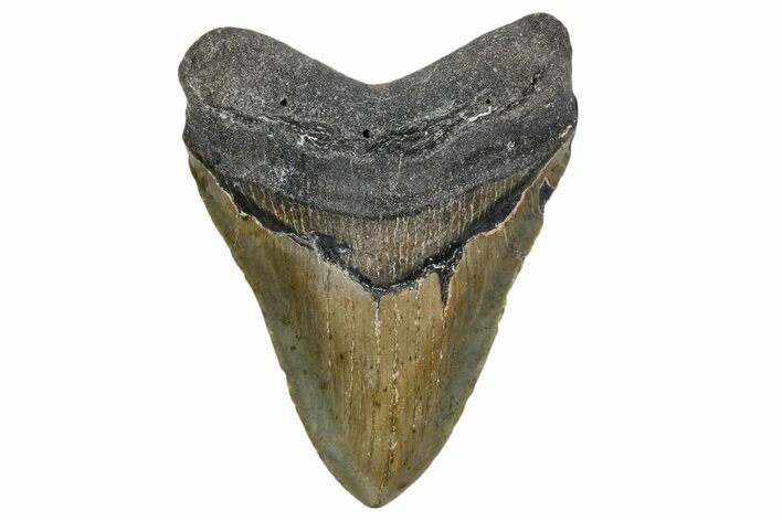 Fossil Megalodon Tooth - North Carolina #357365